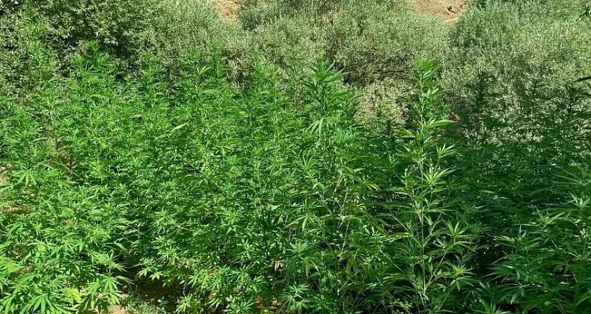 Uyuşturucuyla Mücadele Hız Kesmeden Sürüyor