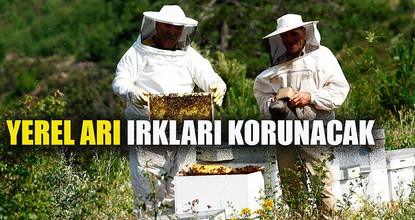 YEREL ARI IRKLARI KORUNACAK