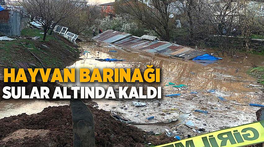 Sel Bastı Hayvanlar Telef Oldu