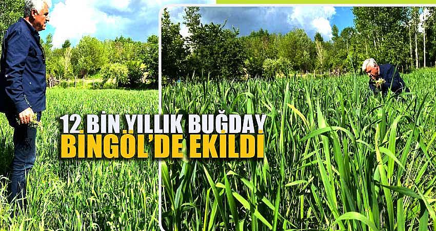 12 BİN YILLIK BUĞDAY BİNGÖL’DE EKİLDİ