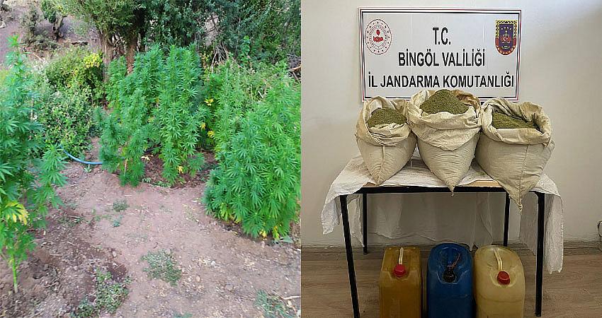 GENÇ’TE 5 UYUŞTURUCU TARLARI İMHA EDİLDİ