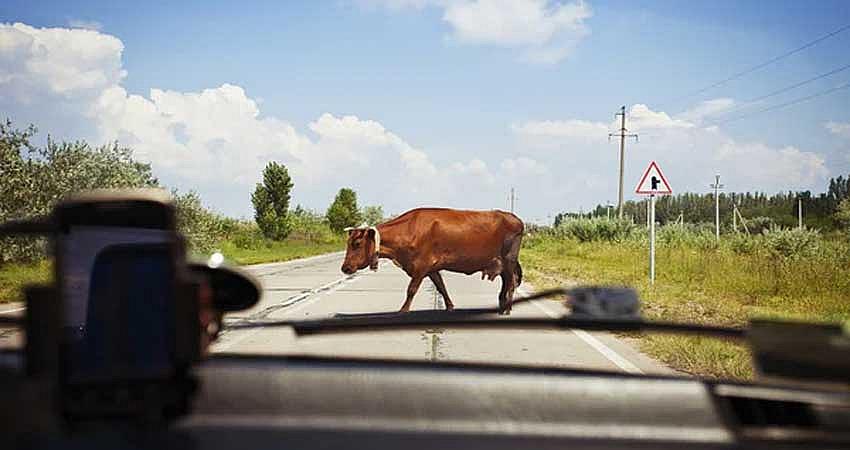 BAŞIBOŞ İNEKLER KAZALARA NEDEN OLUYOR