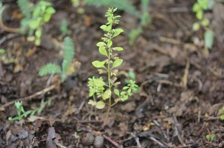 BİNGÖL’DE LİTERATÜRE YENİ BİTKİ TÜRÜ KAYDEDİLDİ