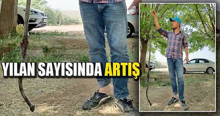YILAN SAYISINDA ARTIŞ